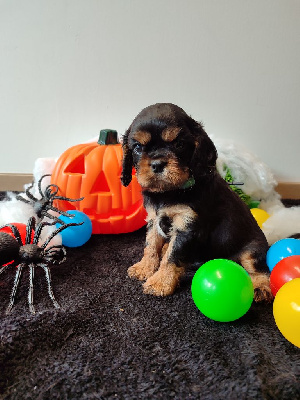 Les chiots de Cavalier King Charles Spaniel