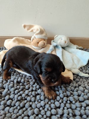 Les chiots de Cavalier King Charles Spaniel