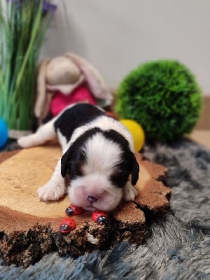 Les chiots de Cavalier King Charles Spaniel