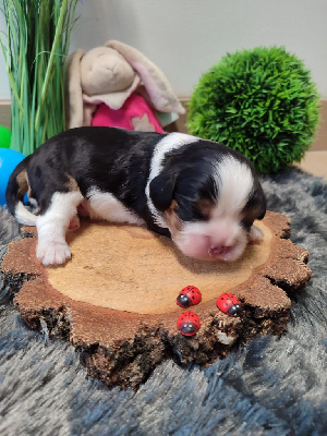 Les chiots de Cavalier King Charles Spaniel