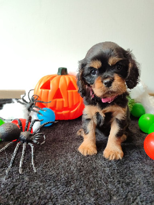 Les chiots de Cavalier King Charles Spaniel