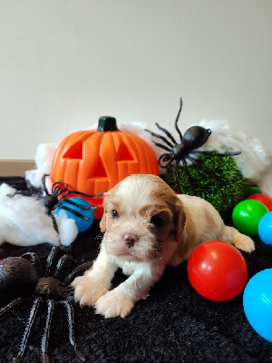 Les chiots de Cavalier King Charles Spaniel