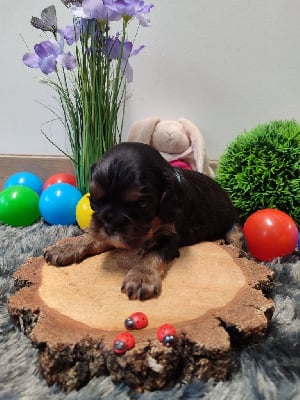 Les chiots de Cavalier King Charles Spaniel