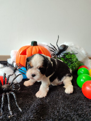 Les chiots de Cavalier King Charles Spaniel