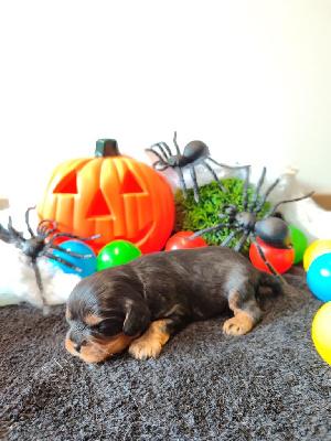 Les chiots de Cavalier King Charles Spaniel