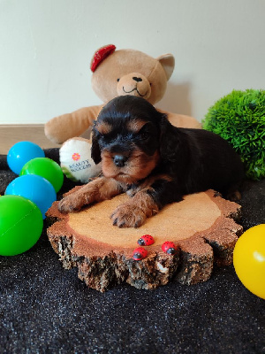 Les chiots de Cavalier King Charles Spaniel