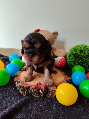 Les chiots de Cavalier King Charles Spaniel