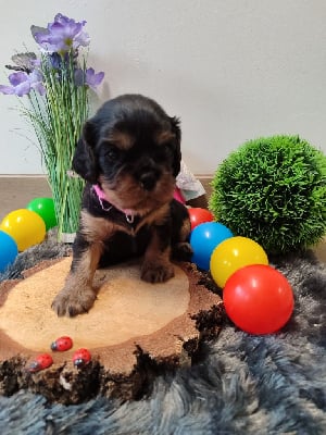 Les chiots de Cavalier King Charles Spaniel