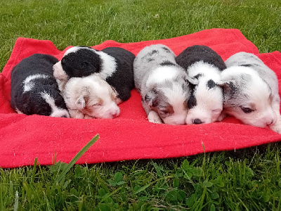 Les chiots de Berger Australien