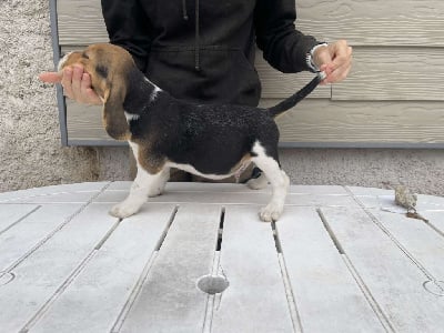 Les chiots de Beagle