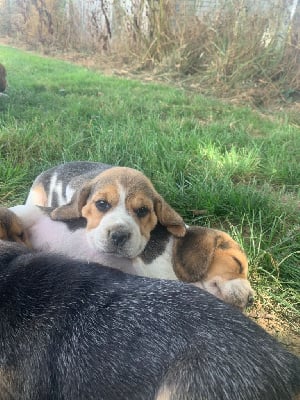 Les chiots de Beagle