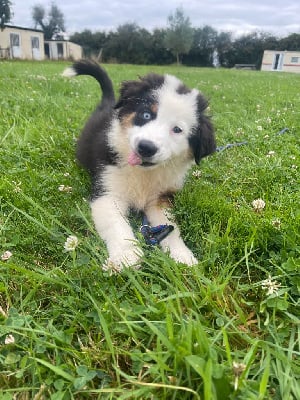 Les chiots de Berger Australien