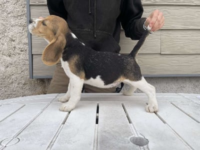 Les chiots de Beagle