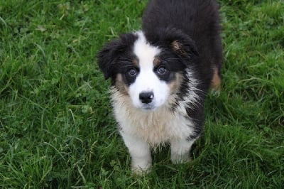 Les chiots de Berger Australien