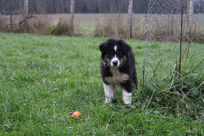 Les chiots de Berger Australien