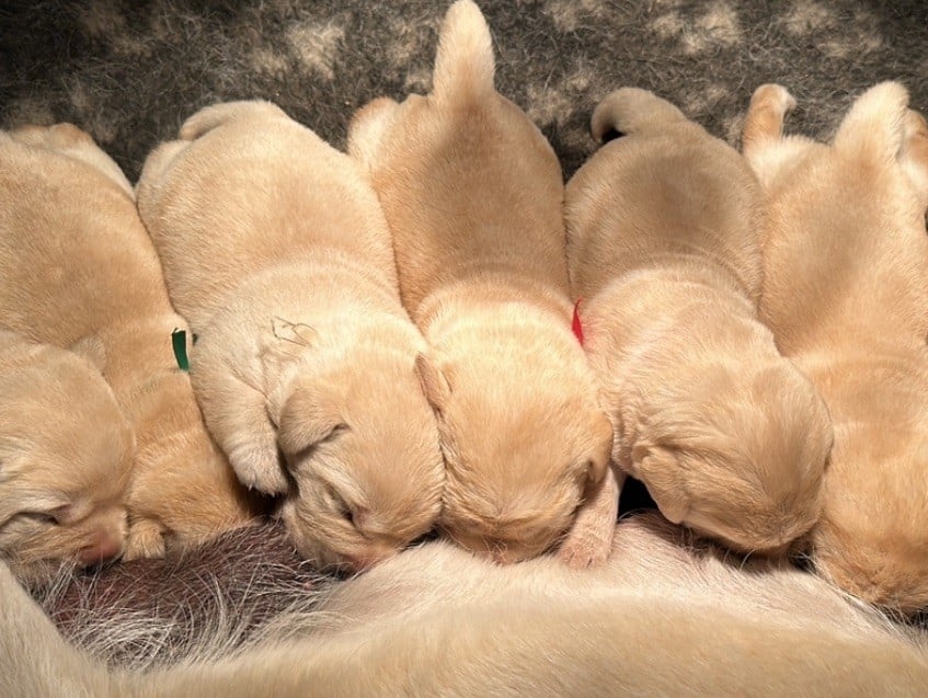 CHIOT 5 - Labrador Retriever