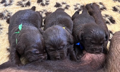 Les chiots de Labrador Retriever