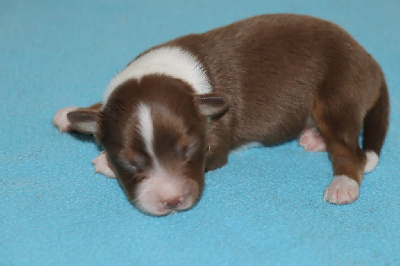 Les chiots de Berger Américain Miniature 