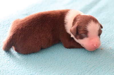 Les chiots de Berger Américain Miniature 