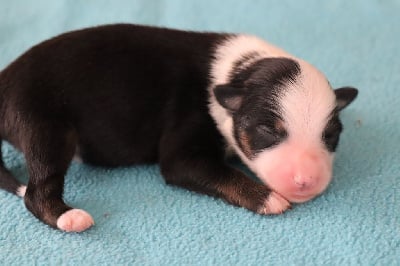 Les chiots de Berger Américain Miniature 