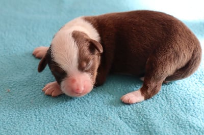 Les chiots de Berger Américain Miniature 