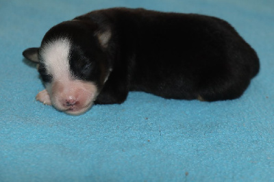 Les chiots de Berger Américain Miniature 