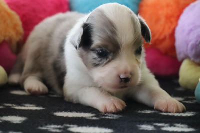 Les chiots de Berger Américain Miniature 