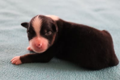 Les chiots de Berger Américain Miniature 