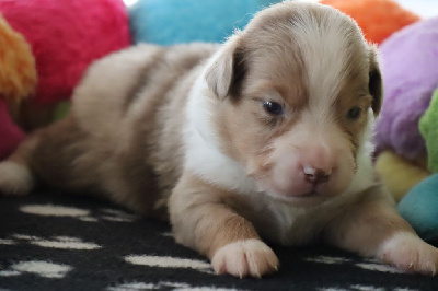 Les chiots de Berger Américain Miniature 