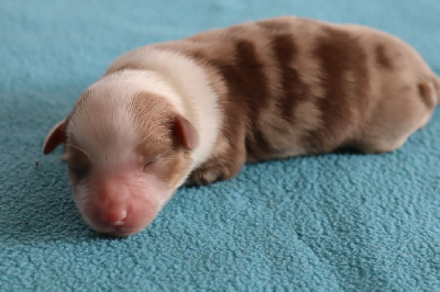 Les chiots de Berger Américain Miniature 