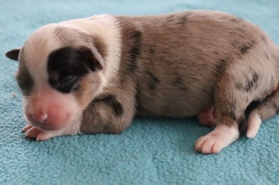 Les chiots de Berger Américain Miniature 