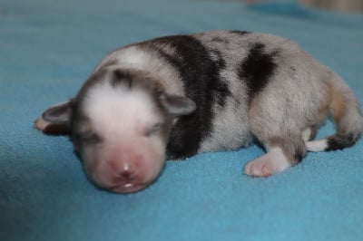 Les chiots de Berger Américain Miniature 