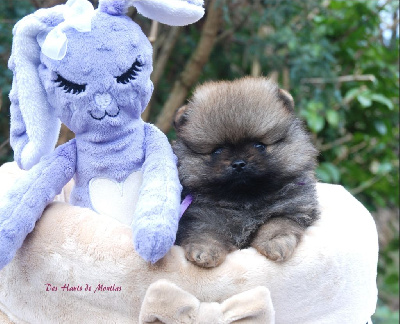 Les chiots de Spitz allemand