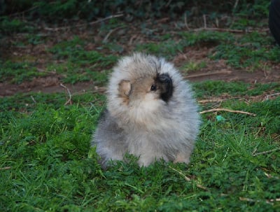 Les chiots de Spitz allemand