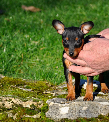 Les chiots de Pinscher nain