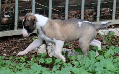 Les chiots de Whippet