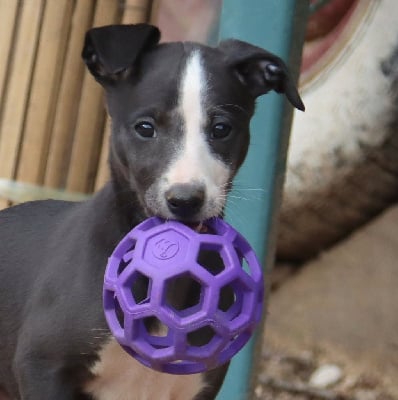 Les chiots de Whippet