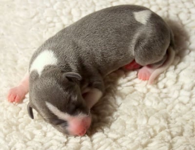 Les chiots de Whippet