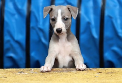 Les chiots de Whippet