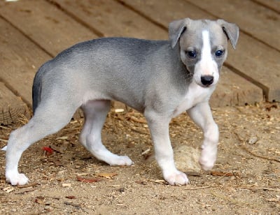 Les chiots de Whippet