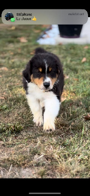 Les chiots de Berger Australien