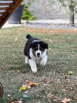 Les chiots de Berger Australien