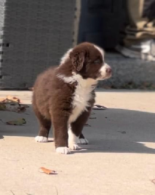 Les chiots de Berger Australien