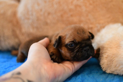 Les chiots de Bouledogue français