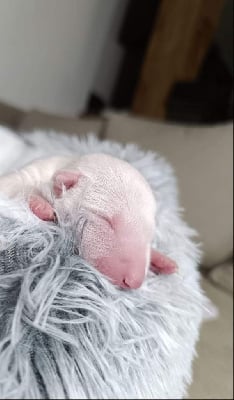 Les chiots de Bull Terrier