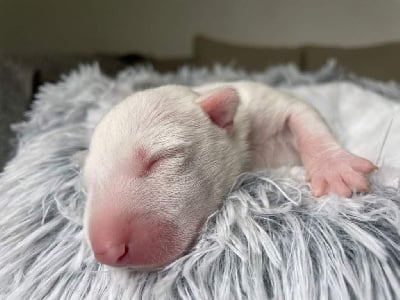 Les chiots de Bull Terrier