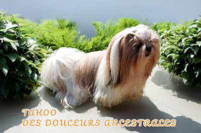 Les chiots de Shih Tzu