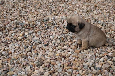 Les chiots de Carlin