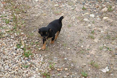 Les chiots de Chihuahua