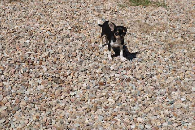 Les chiots de Chihuahua